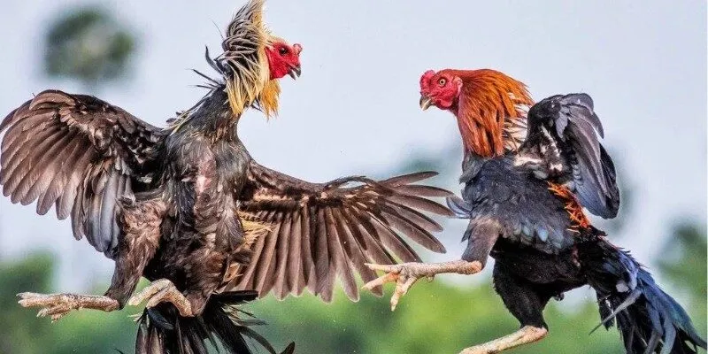 Đá Gà Thomo - Trải Nghiệm Đỉnh Cao Trong Trò Chơi Cá Cược 2 Giới thiệu đá gà Thomo